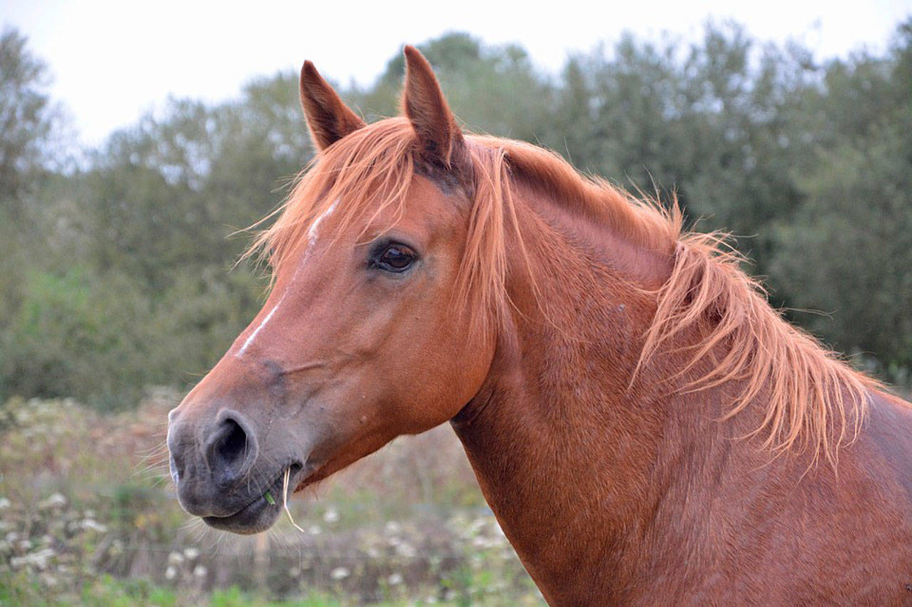 An image of a nice horse.